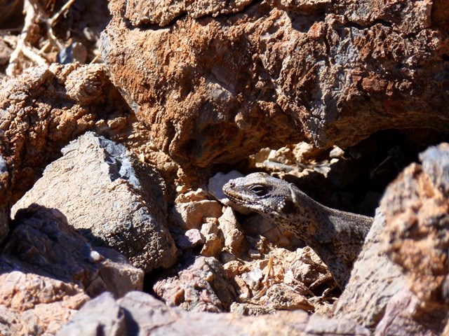 A large Chuckwalla (common lizard in Death Valley) is hiding beneath a boulder with only its head and front legs exposed.