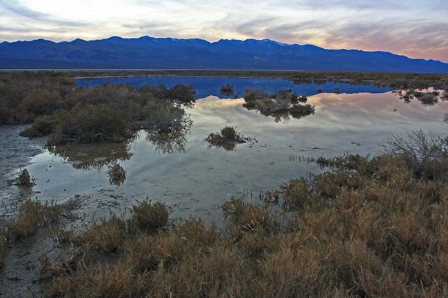 Blue mountains reflected in shallow water surrounded by desert shrubs
