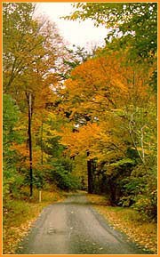 A dirt roadway with autumn foliage