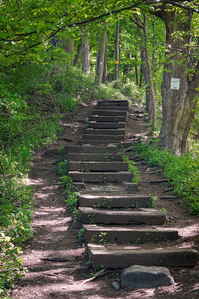 Looking up a set of steep wooden steps with lush forest on both sides