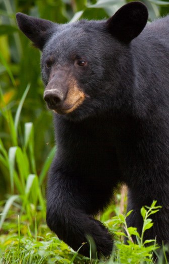 An American Black Bear walks to the left past lush vegetation