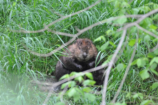 An American Beaver sits and faces the viewer as seen thru some small branches
