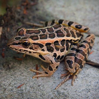 Tannish frog with large dark-brown spots Tannish frog with large dark-brown spots