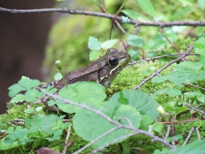 A Green Frog on the forest flower with moss, leaves, and twigs surrounding it.