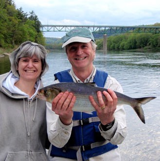 Fisherman holding a silvery herring-like fish about 30" long