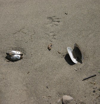 Opened mussel shells on a silty shoreline Opened mussel shells on a silty shoreline