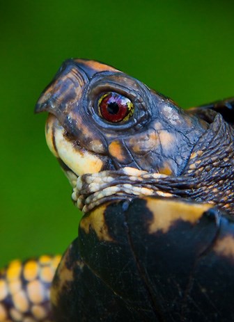 Yellow-spotted Amazon river turtle diet