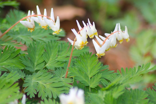 white flower that looks like pants hanging from the plant's stem