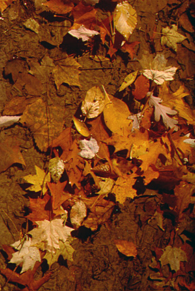 Fall leaves in a pool of water Fall leaves in a pool of water