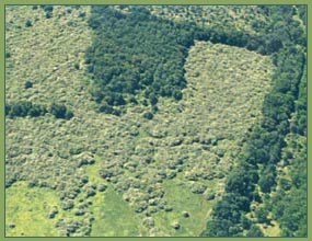 Aerial view of a field showing two different colors of vegetation