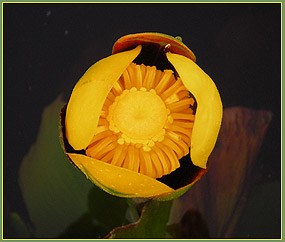 nsLILYSTUCKIea nsLILYSTUCKIea