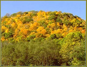 Knob-shaped hills with foliage in bright yellow and gold Knob-shaped hills with foliage in bright yellow and gold