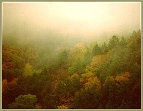 View into a forested ravine with rain fallling