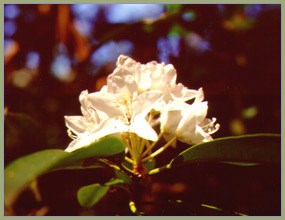 large pinkish-white flower