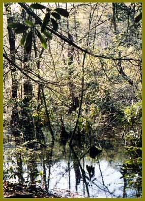 Watery forest floor with trees and rhododendrpn bushes Watery forest floor with trees and rhododendrpn bushes