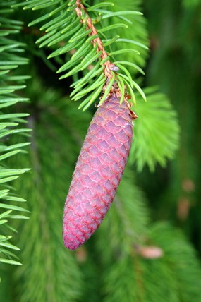 Big Tree pine cone Big Tree pine cone