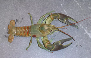 A reddish-brown crayfish as seen from above.
