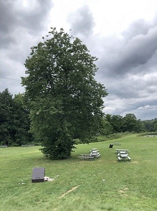 A solitary tall tree fiilled with leaves is in a grassy lawn. There are several picnic tables grouped around the area of the tree.