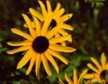 Black-eyed Susan