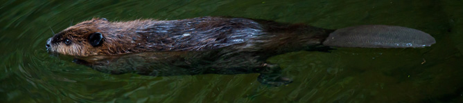 Beaver moving smoothly through water