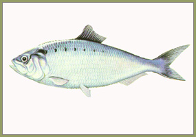 Silver-gray oval fish with small fins.