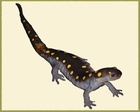 Small dark salamander with yellow spots on its back