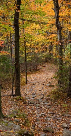 A trail surrounded by colorful fall foliage.