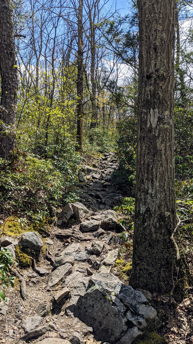 A rocky trail leading uphill through rhododendrons.