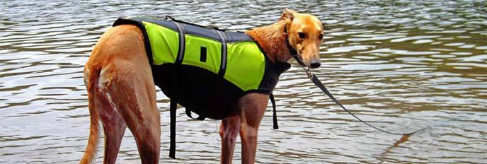 dog in a lifejacket standing in the river dog in a lifejacket standing in the river