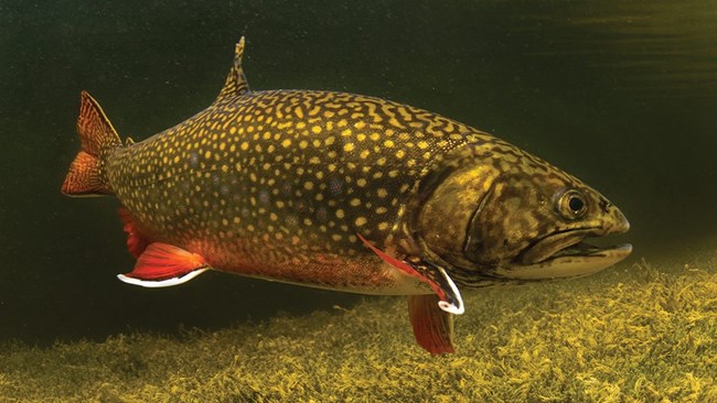 An image of a brook trout swimming in the wild