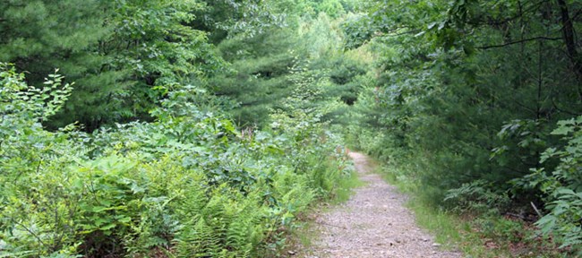 trail in the forest