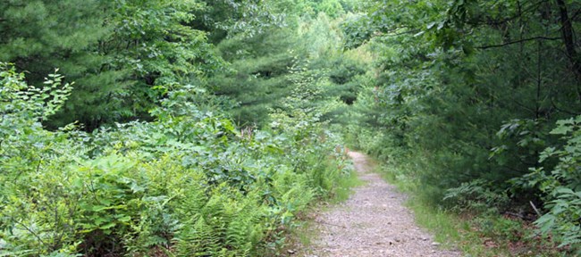 trail in the forest trail in the forest