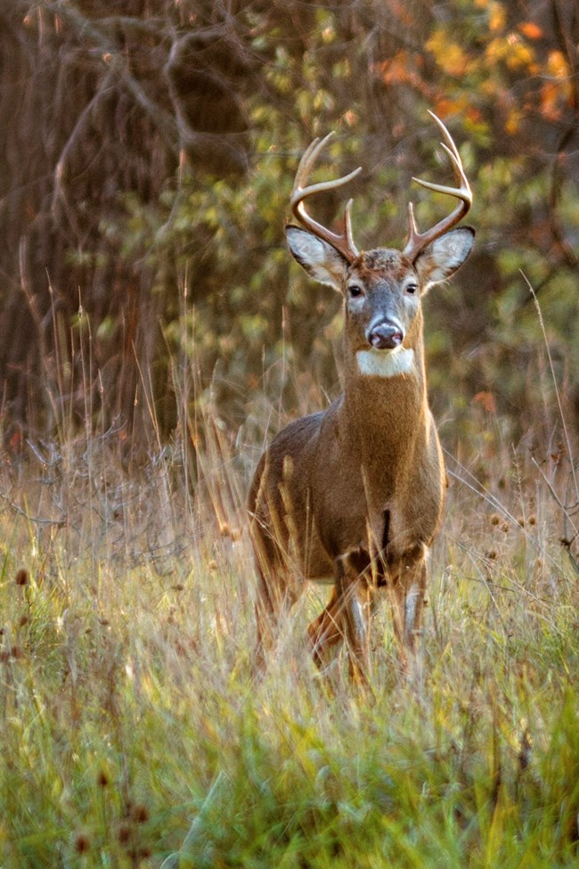 An adult eight point white-tail buck faces the viewer with his horns in full view
