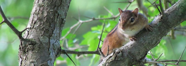 chipmunk sitting on a tree branch