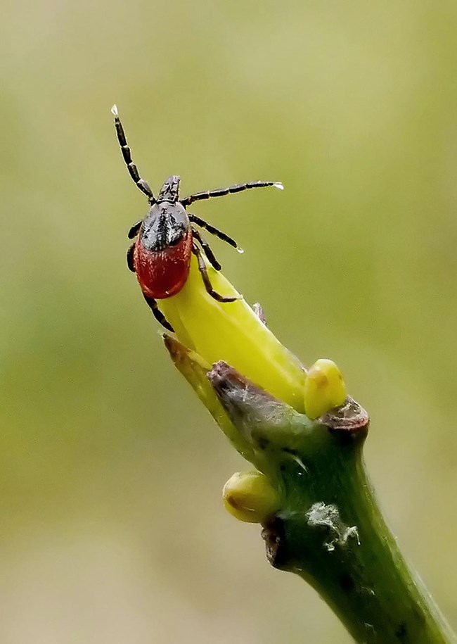 A deer tick on the tip of a branch with arms extended