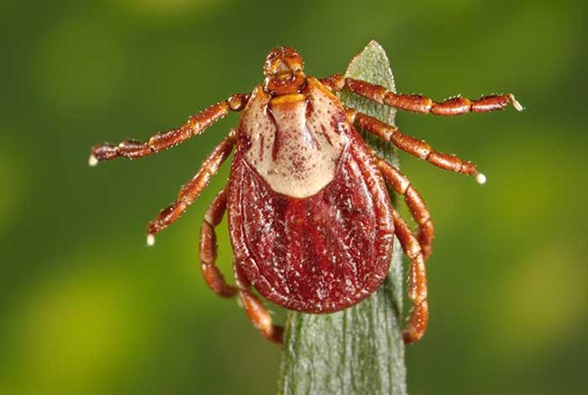 A female Dog tick as seen from above with 4 legs coming from either side of its tear shaped body