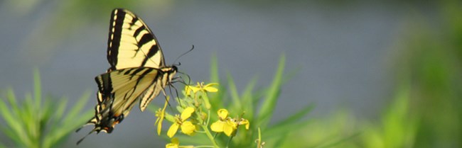 butterfly collecting nector from a flower