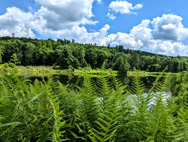 Ferns in the foreground with a pond behind them.