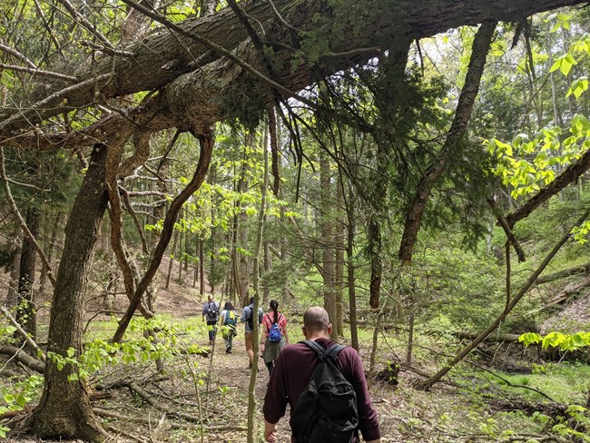 A line of hikers framed by trees.