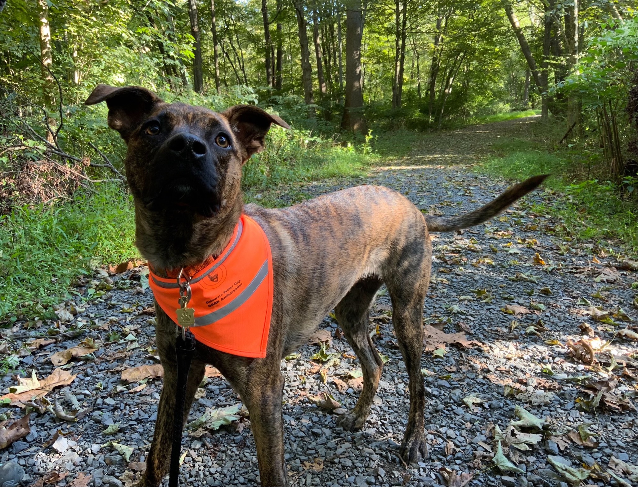 BARK ranger Jameson ready to safely hike in the recreation area.