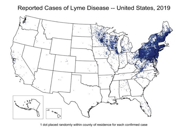 A 2019 map of the U.S. showing large numbers of Lyme disease in the Northeast that year