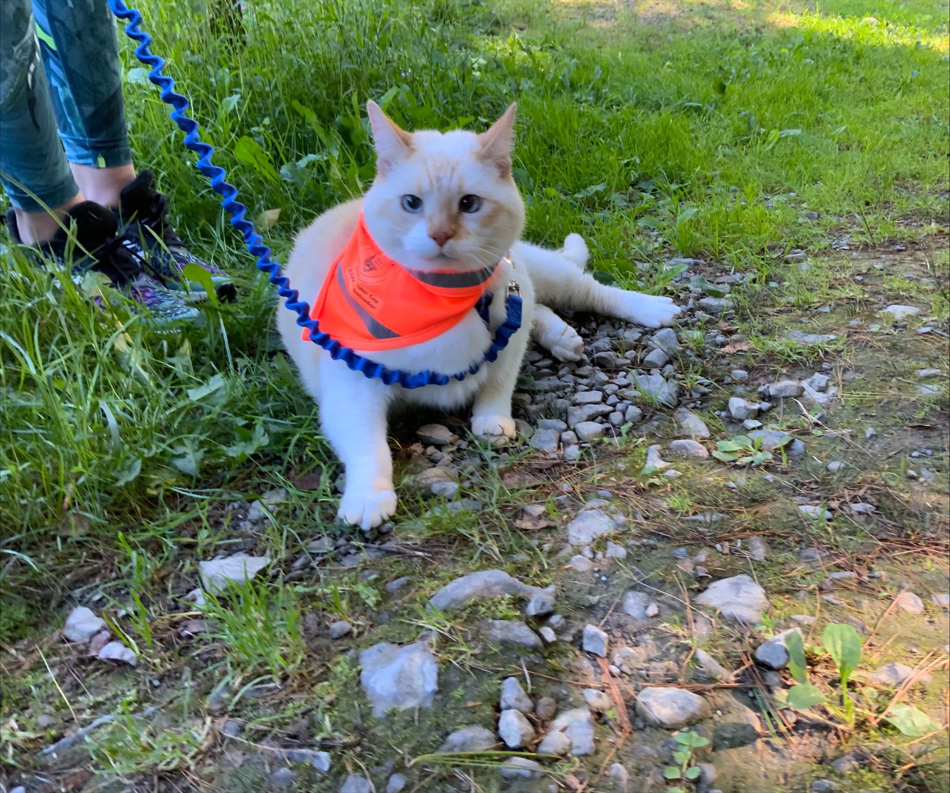 A cat laying on the trail wearing an orange bandana