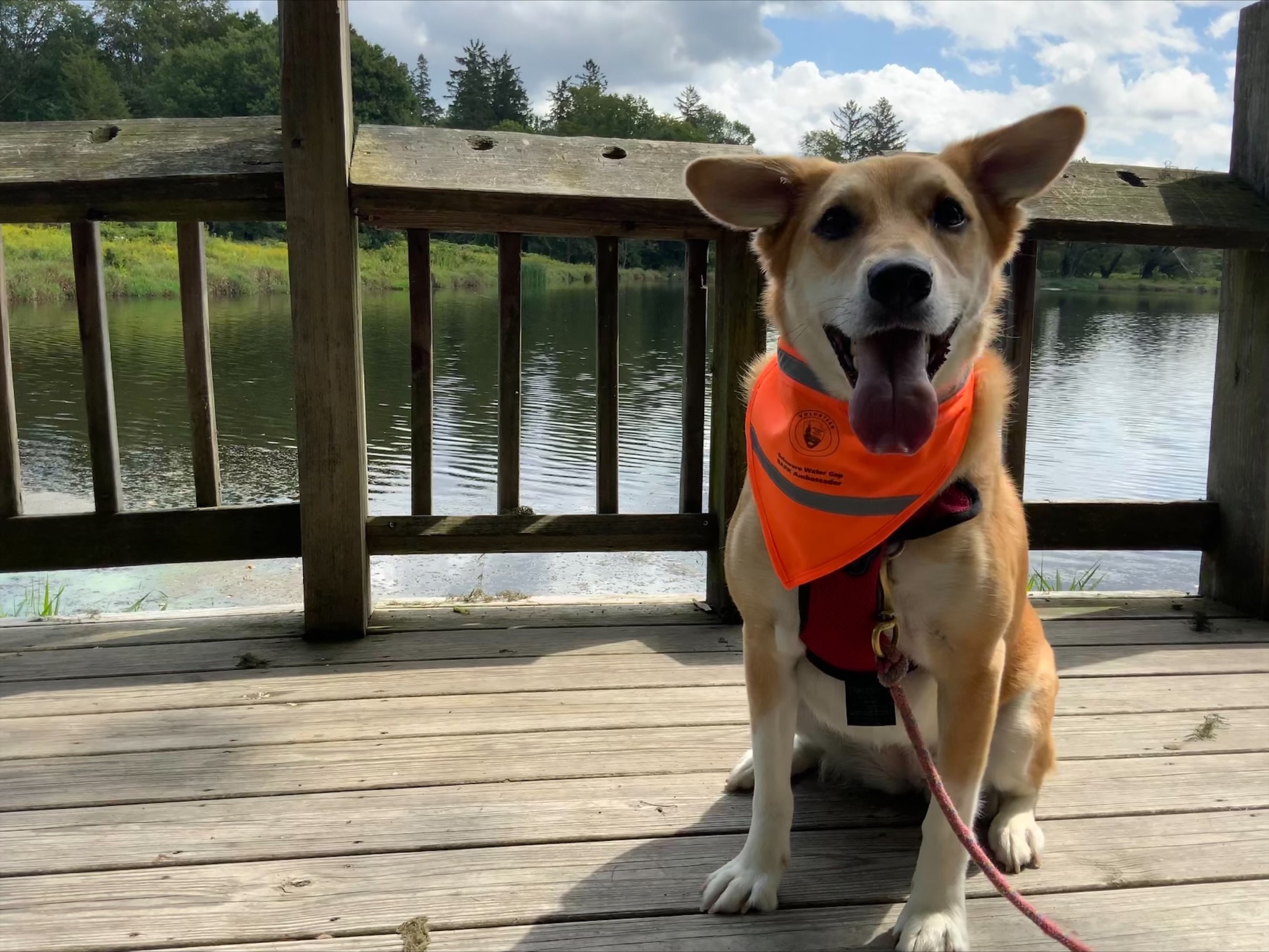 A dog with big ears sitting on a deck at a lake wearing an orange bandana