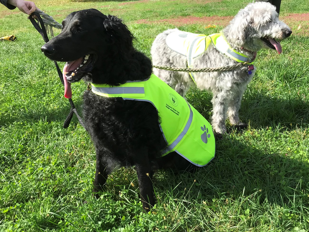 Two dogs next to each other with safety vests sitting on grass