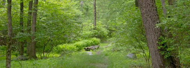 trail with lush vegetation and trees around it