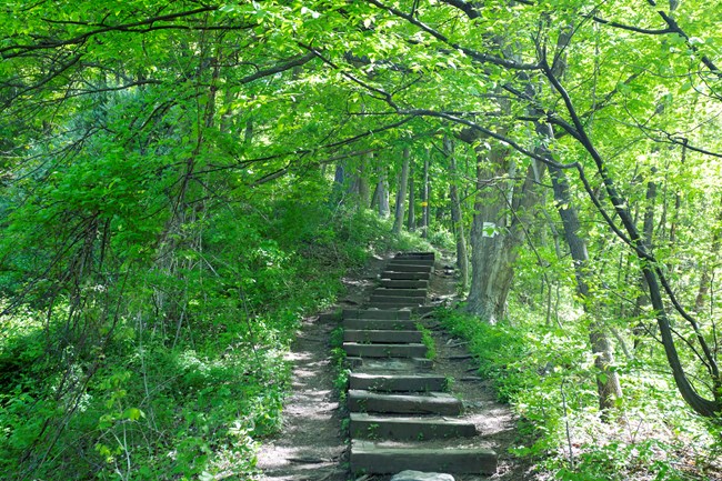 The start of the Red Dot Trail is a set of wooden steps without any railings, that look well-worn, and rise sharply as thick foliage surrounds both sides of the stairs.