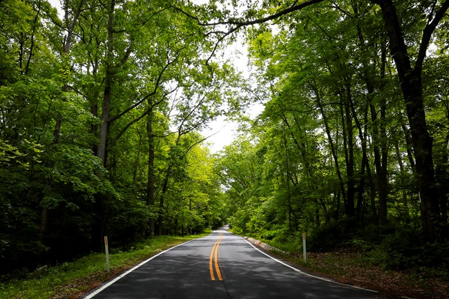 A road shaded by lush green trees.