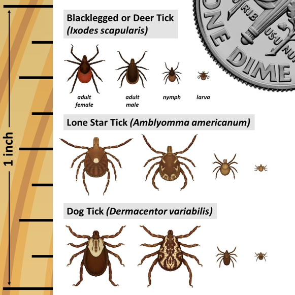 A graphic showing the different kinds of ticks in our area compared to the size of a dime