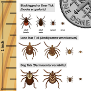 Tick Safety Delaware Water Gap National Recreation Area U S Tick Safety Delaware Water Gap National Recreation Area U S