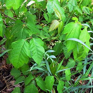 Poison ivy leaves